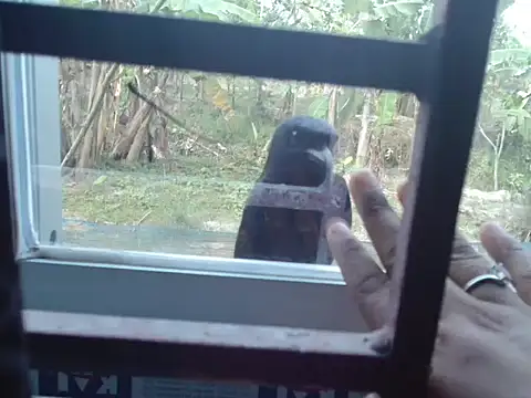 Unlucky-flowers online show from 03.15.26