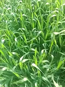 Sweet Dhara online show from 02.03.25