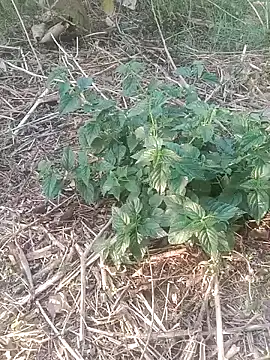 Sweet Dhara online show from 02.12.25