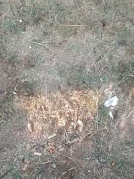 Sweet Dhara online show from 03.11.25