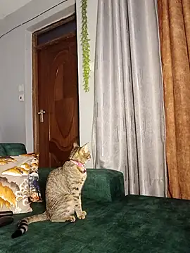 Snapshot of C-yoyo chatting on 12.14.25 C-yoyo online show from 12.14.25