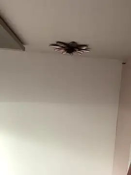 Larabrooks online show from 10.09.25