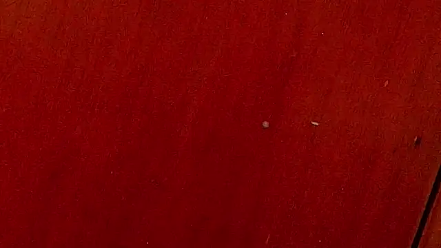 anisha x online show from 10.04.25