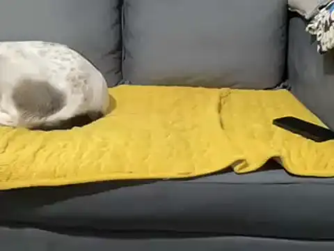 4small4inchlol online show from 02.05.25