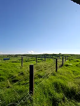 bull Giant online show from 02.22.25