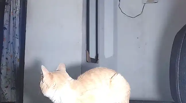 Snapshot of sofi_doll77 chatting on 03.01.25 sofi doll77 online show from 03.01.25