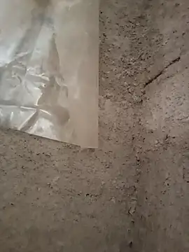 strip 1212 online show from 11.29.25