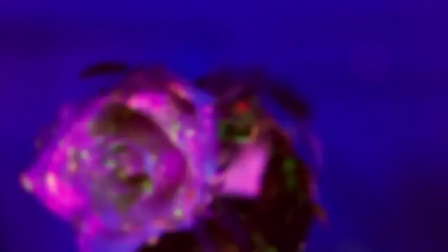 HeyBananas online show from 01.18.26