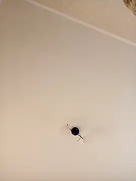 Snapshot of YuliannaFox chatting on 12.24.24 YuliannaFox online show from 12.24.24