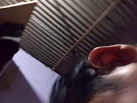 ardiente47 online show from 01.13.26