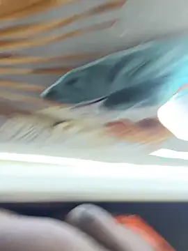 Snapshot of BigBossaNova69 chatting on 10.08.25 BigBossaNova69 online show from 10.08.25