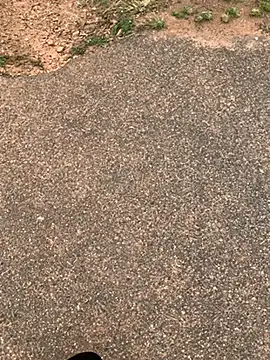 Black mamba madingo online show from 02.15.25