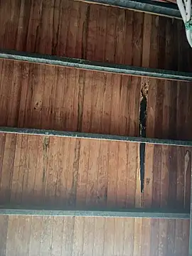 Leo bunny hot online show from 01.18.26