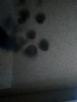 Leocesar37 online show from 11.25.25