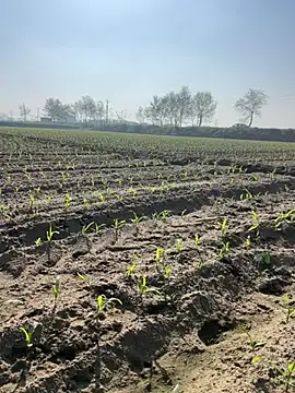 Snapshot of poision51 chatting on 03.08.25 poision51 online show from 03.08.25