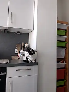 TerrasWildlife online show from 03.22.25