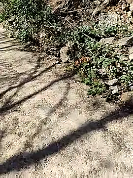 VelvetChocolate7 online show from 02.24.26