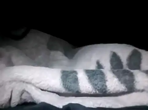 Snapshot of LaneYam chatting on 03.28.26 LaneYam online show from 03.28.26