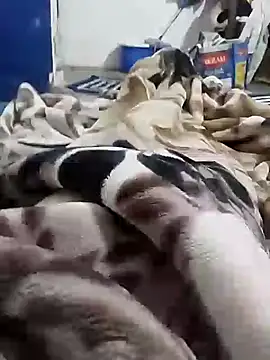 Snapshot of Playboy_bhabhi_00 chatting on 02.06.25 Playboy bhabhi 00 online show from 02.06.25