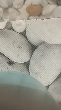 Snapshot of Playboy_bhabhi_00 chatting on 02.25.25 Playboy bhabhi 00 online show from 02.25.25