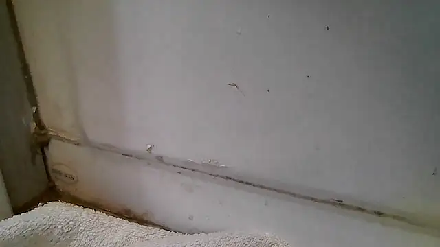 ShysluutGia online show from 12.15.25