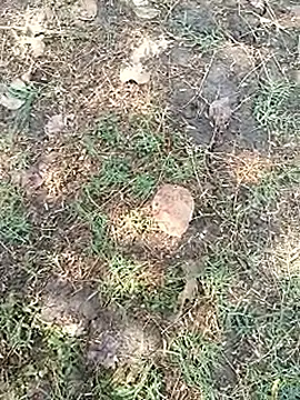 bairobunde online show from 04.05.26