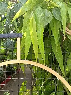 bairobunde online show from 04.17.26