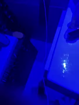 gryzoon online show from 03.20.26