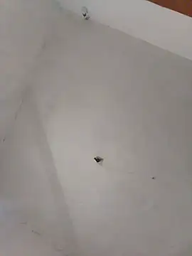 Perick72 online show from 03.08.25