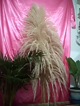 John los666 hot online show from 04.11.26