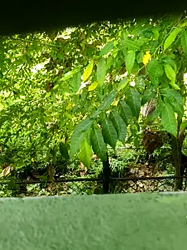 Exoticovergon online show from 03.12.26