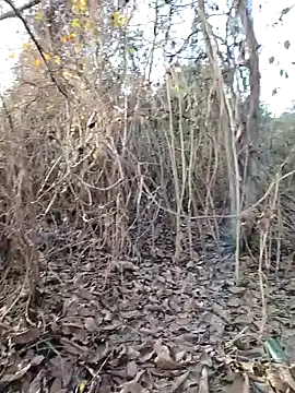 Prince-sexy online show from 12.21.25