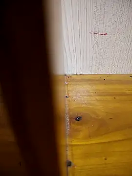 daisylouis online show from 03.24.26