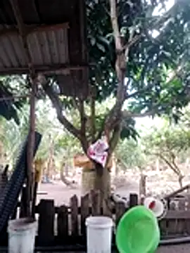 BigBoobs186 online show from 10.18.25