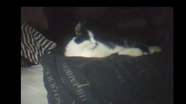 Snapshot of pietje1991 chatting on 01.08.26 pietje1991 online show from 01.08.26