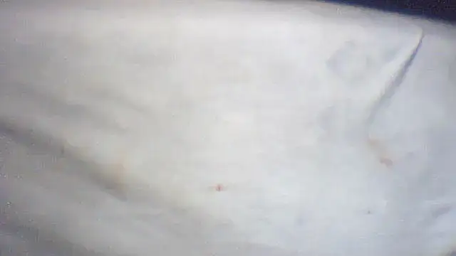 Snapshot of pietje1991 chatting on 02.25.26 pietje1991 online show from 02.25.26