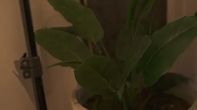 Ariaa Isabell online show from 09.12.25