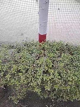 Snapshot of monty935 chatting on 12.04.25 monty935 online show from 12.04.25