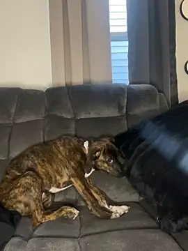 Snapshot of StableQuakers chatting on 03.12.26 StableQuakers online show from 03.12.26