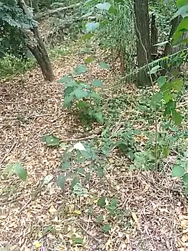 pegaso369 online show from 10.17.25