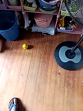 Snapshot of WholeAltimeter25 chatting on 11.27.25 WholeAltimeter25 online show from 11.27.25