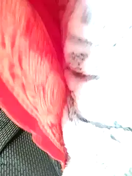 Hut rotu cute online show from 01.12.26