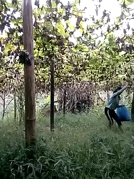 ngan-cute online show from 10.22.25