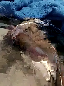 hdz3012 online show from 11.15.25