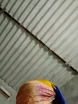 Snapshot of Payal950 chatting on 01.17.26 Payal950 online show from 01.17.26