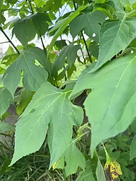 magraocam online show from 04.09.26