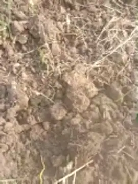 Susila ji online show from 11.20.25