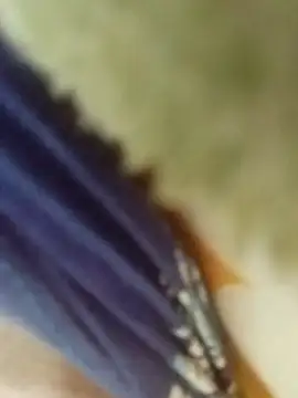 desi boudi87 online show from 01.09.26