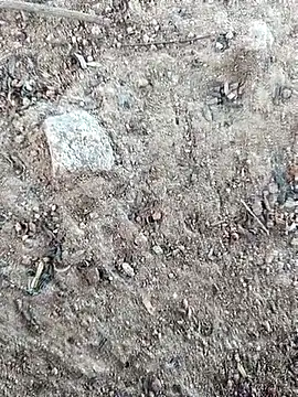 Suman ji1 online show from 10.11.25