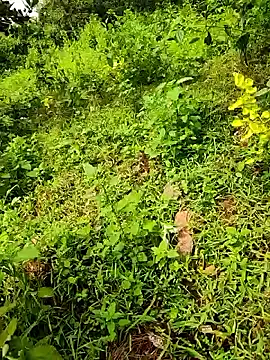 Snapshot of telugumodda4396 chatting on 09.23.25 telugumodda4396 online show from 09.23.25